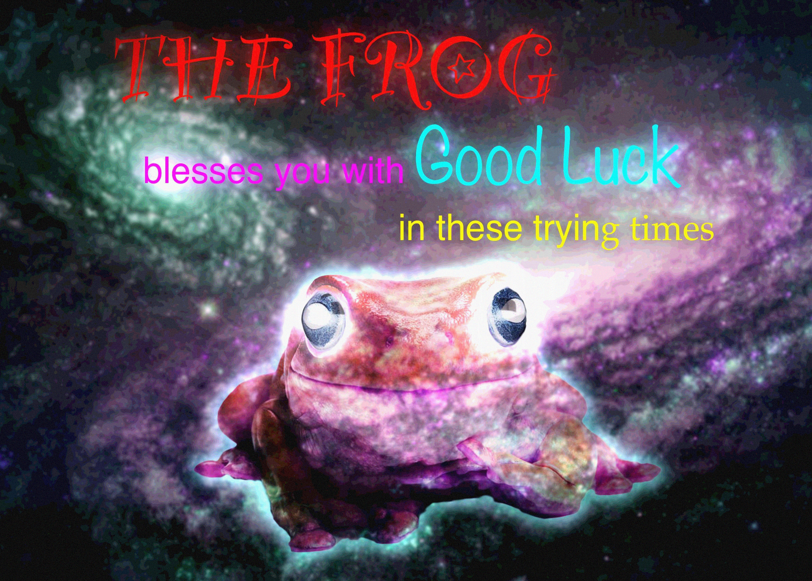 A busy, detailed photo of a frog, used as the carrier image that secretly holds the compressed song in its low bits.